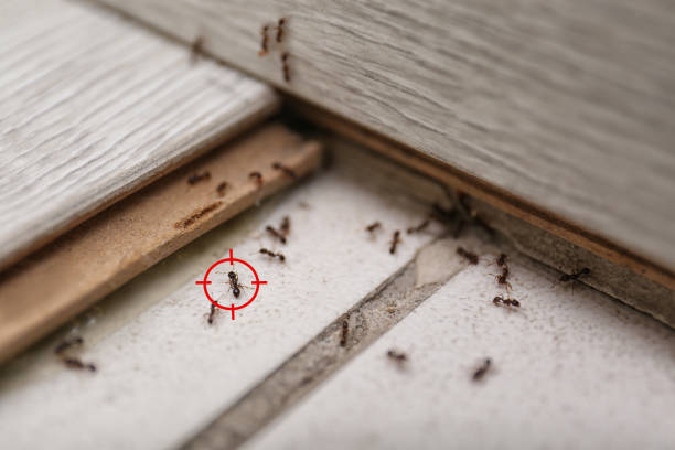 Best Affordable Pest Control Services  in Berkley, MI