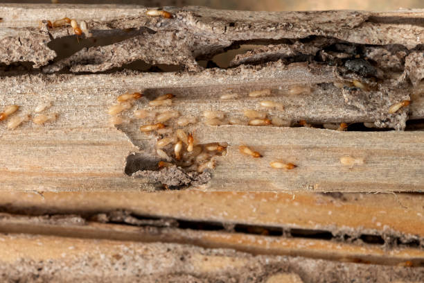 Best Pest Control for Homes  in Berkley, MI